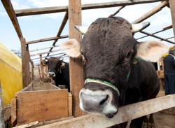 Pembangunan Rumah Potong Hewan Halal di Kota Buffalo Tunggu Izin Dewan Kota