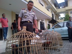 Polisi Cek Keterlibatan Oknum dalam Sabung Ayam Beromzet Ratusan Juta