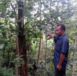Curhat Pengumpul Kayu di Hutan Rakyat Soal Legalitas Kayu