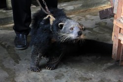 Ini Dia Luwak di Lampung, Penghasil Kopi Paling Nikmat Sedunia
