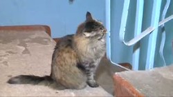 Diduga Dibuang, Seorang Bayi Diselamatkan Oleh Kucing