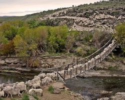 Yang Unik di AS, Ada Festival Khusus Domba