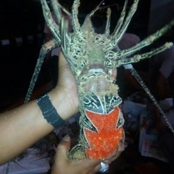 Larangan Jamuan Mewah dan Anti Gratifikasi di Tiongkok Picu Ekspor Lobster Anjlok
