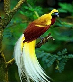 Selundupkan Burung Cendrawasih ke Paris, WN Jerman Dipenjara 18 Bulan