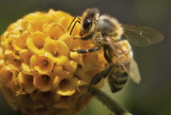 8 Malam Tersesat di Gunung, 3 Orang Ini Bertahan Hidup dengan Makan Serangga