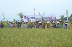 Panen Raya di Bojonegoro, KSAD: Kami Siap Bantu Capai Swasembada Pangan