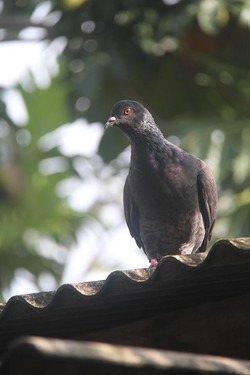 merpati tak pernah ingkar janji