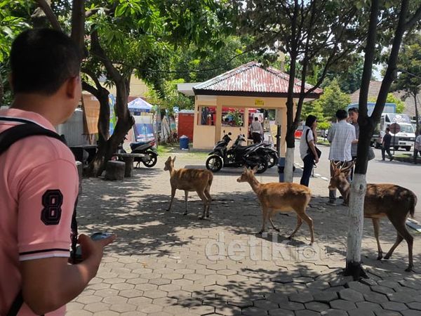 Puluhan Rusa Berkeliaran di Mapolda Jatim