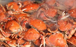 Inilah Sebabnya Kepiting Betina Bertelur Disukai Banyak Orang