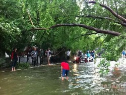 Ada Pohon Tumbang di Danau Sunter, Pemotor Dialihkan ke Tol Arah Priok