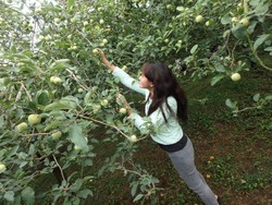 Liburan Akhir Pekan di Batu, Yuk Wisata Petik Apel!