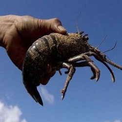 Peternak Lobster Protes, Menteri Susi: Silakan Saja Demo!