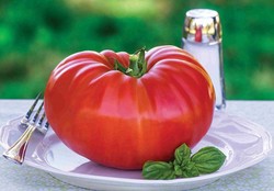 Akhirnya Inggris Berhasil Jual Gigantomo, Tomat Seberat 1,3 kg