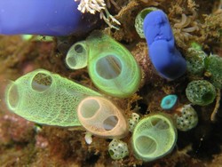 Terumbu Karang di Bangsring Banyuwangi, Tak Kalah dengan Raja Ampat!