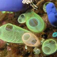 Yuk... Nikmati Eksotisme Bawah Laut di Banyuwangi