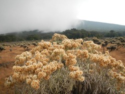 Surga Edelweiss di Gunung Gede