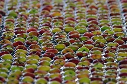 Bakteri di Apel Gala dan Granny Smith Makan Korban, 7 Meninggal