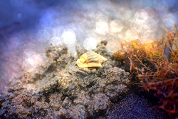 Ingin mencoba sari rumput laut