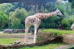 Dari Unta Sampai Harimau, Semua ada di Taman Safari Cisarua