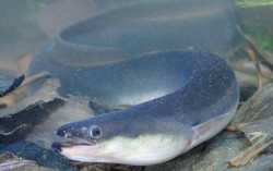 Dua Turis Ini Selundupkan 20 Juta Bayi Belut di Tas