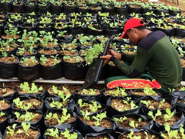 TNI Tanam Sayuran Manfaatkan Lahan Tidur