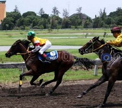 DKI Jadi Tuan Rumah Asian Games, Pacuan Kuda Pulomas Bersolek