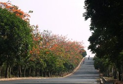 Ternyata, Bandung Punya Jalanan Seperti di Eropa