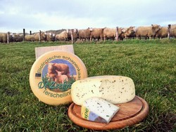 Gouda dan Texel, Keju Asli Belanda yang Enak dan Populer di Seluruh Dunia (1)