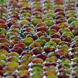 Cerita Apel Impor: Dipetik di Negara Asal, 3 Bulan Baru Sampai di RI