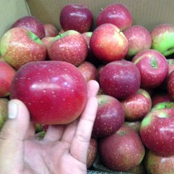 Apel Malang 2 Minggu Busuk, Kok Apel Impor Tahan 6 Bulan dan Mengkilap?