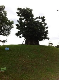 Penampakan Pohon Eksotis Asal Afrika Baobab di Tepian Waduk Ria Rio
