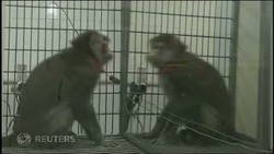 Monyet Penyembuh Autisme