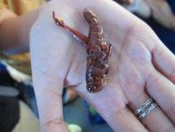 Belalang & Aneka Kuliner Ekstrem dari Gunungkidul