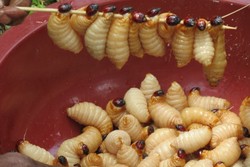 Ulat Sagu, Obat Kuat Pria dari Timur Indonesia