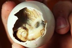 Krauk! Makan Embrio Bebek di Filipina