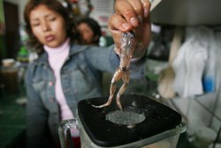 Aneka Kuliner Ekstrem dari Seluruh Dunia (1)