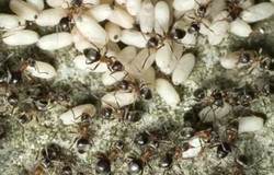 Larva Semut Disulap Jadi Makanan Lezat di Meksiko