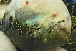 Cicipi Ikan Fugu dari Jepang, Salah Masak Bisa Meninggal