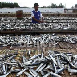 Mendag: Selama Ini Pasar Dunia Diisi Ikan Ilegal Asal RI