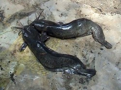 Menko Maritim: Protein Hewan Paling Murah, Ikan Lele Laku di Eropa.