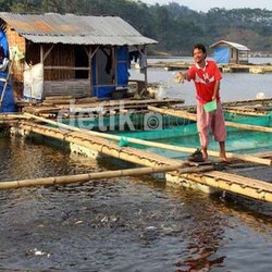 RI Impor Pakan Ikan Rp 1,3 T/Tahun