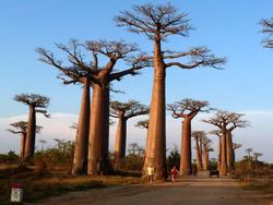 Ahok: Ada Pohon Baobab di Waduk Ria Rio, Tapi Harganya Bukan Rp 750 Juta
