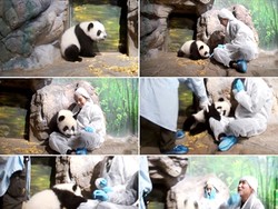 Gemes! Bayi Panda Ini Naksir Yuri SNSD