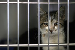 Polisi Vietnam Selamatkan Ribuan Kucing Selundupan untuk Bahan Konsumsi