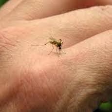 2.557 Penderita DBD di Jatim, Terbanyak di Lima Daerah