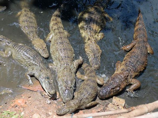 Puluhan Buaya Bermigrasi ke Selokan Warga