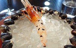 Udang Hidup Dikerubungi Semut Jadi Sajian Sensasional Restoran Noma Jepang