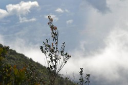 Mendaki Gunung Maras, Titik Tertinggi Pulau Bangka