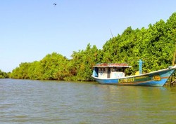 Selain di Jakarta, Hutan Mangrove juga Eksis di Surabaya