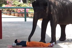 Mantap! Ada Pijat Gajah di Thailand